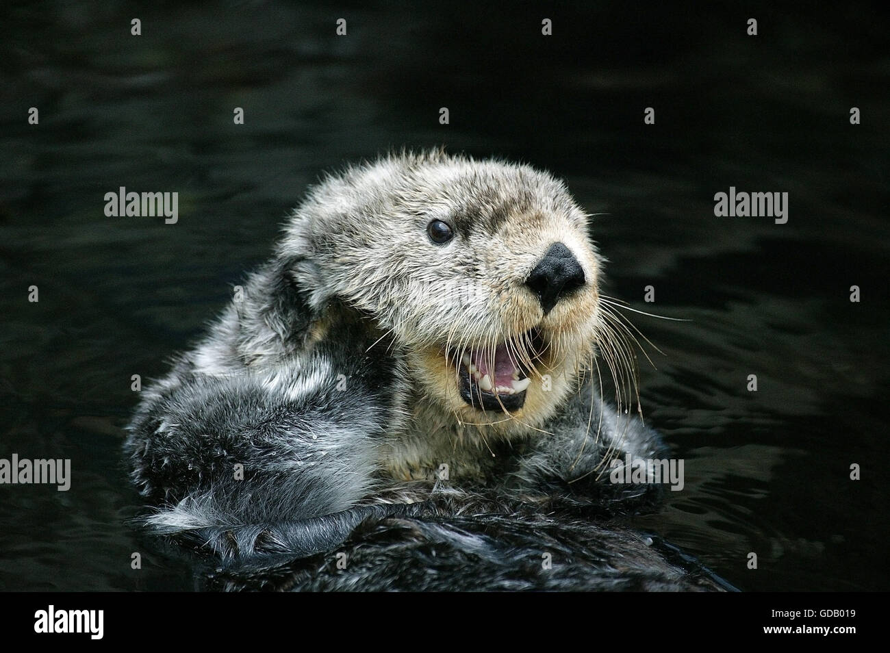 Sea otter california humour hi-res stock photography and images - Alamy