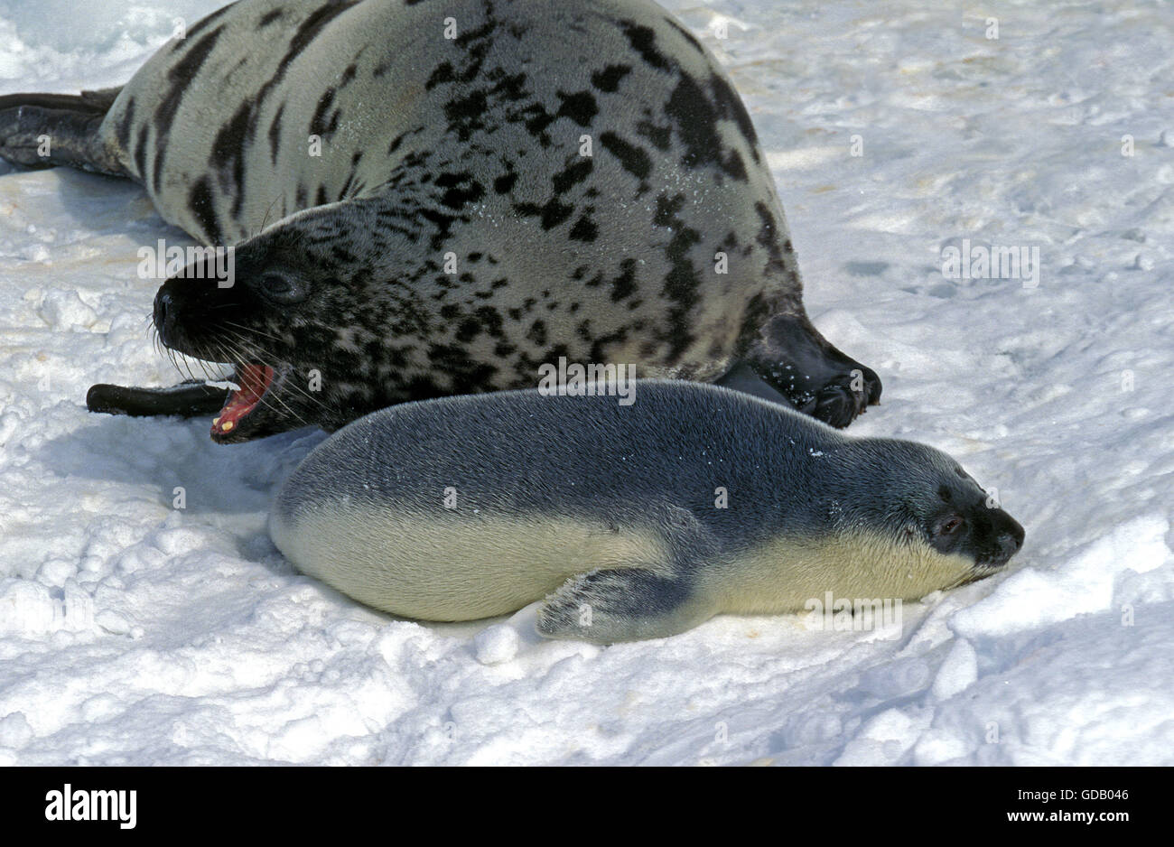 Hooded Seal, cystophora cristata, Mother with Pup on Icefield, Magdalena Island in Canada Stock Photo