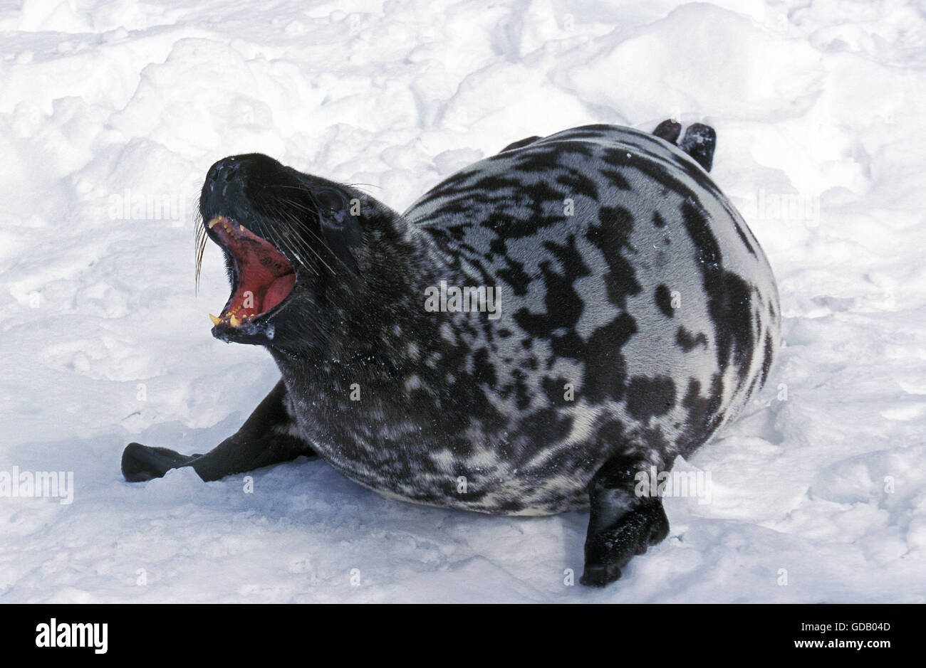 Hooded Seal, cystophora cristata, Mother calling out, Magdalena Island in Canada Stock Photo