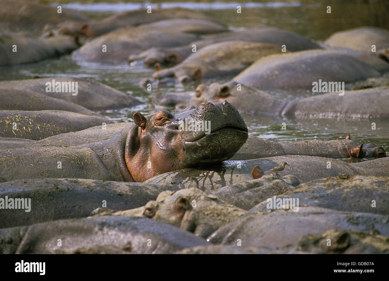 Hippopotamus, hippopotamus amphibius, Large Group at Virunga Park in Congo Stock Photo