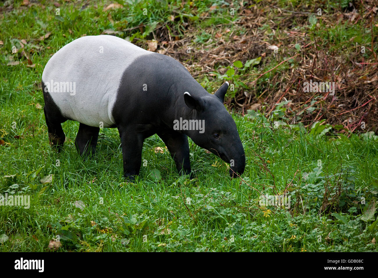 Malayan Tapir, tapirus indicus, Adult Stock Photo