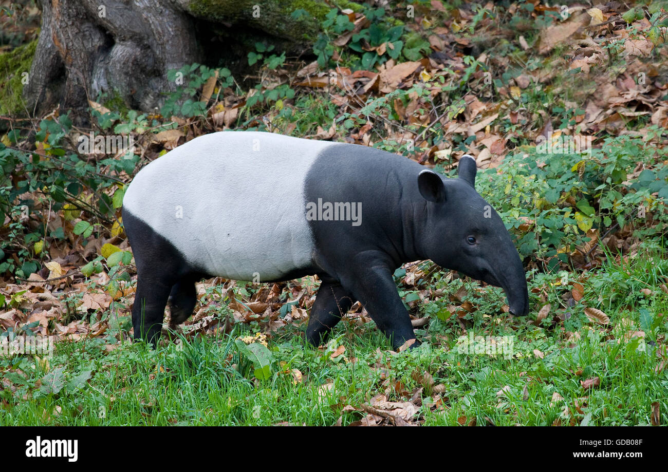 Malayan Tapir, tapirus indicus, Adult Stock Photo