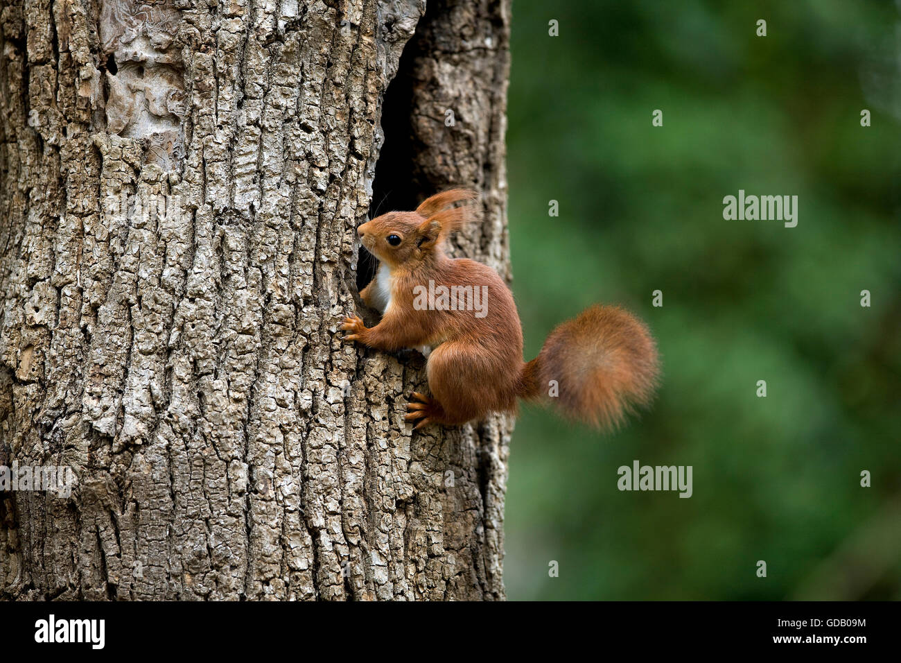 Squirrels nest in tree in hires stock photography and images Alamy