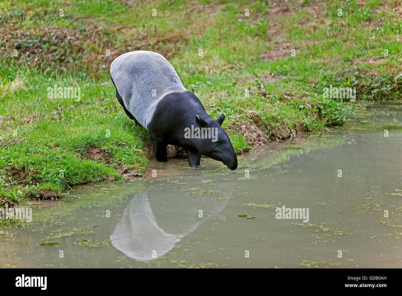 MALAYAN TAPIR tapirus indicus, ADULT ENTERING WATER Stock Photo