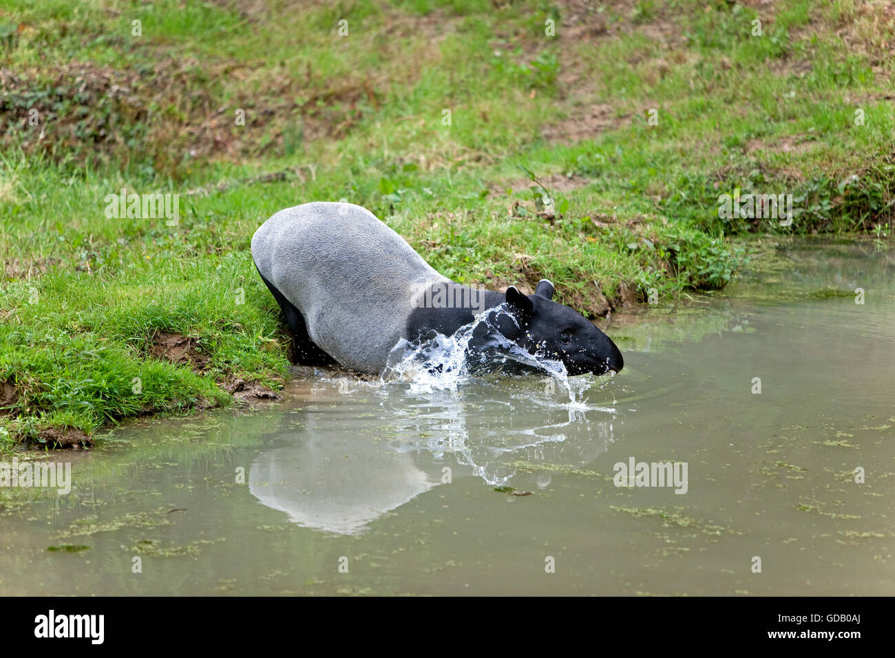 Malayan Tapir, tapirus indicus, Adult entering Water Stock Photo
