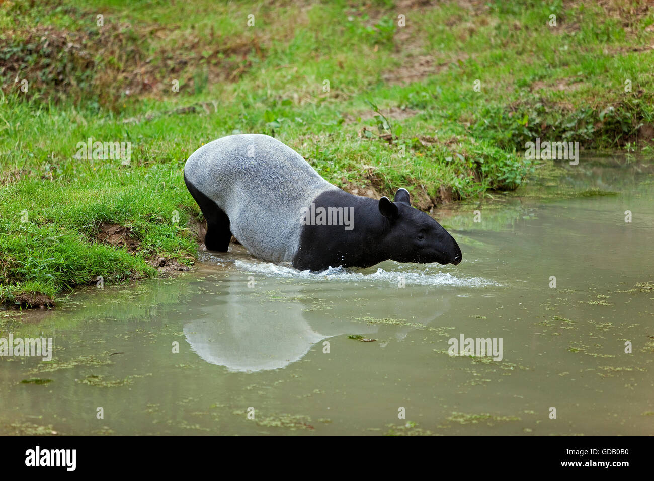 MALAYAN TAPIR tapirus indicus, ADULT ENTERING WATER Stock Photo