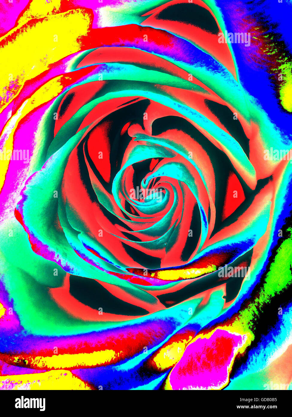 Pop Art Rose High Resolution Stock Photography and Images - Alamy