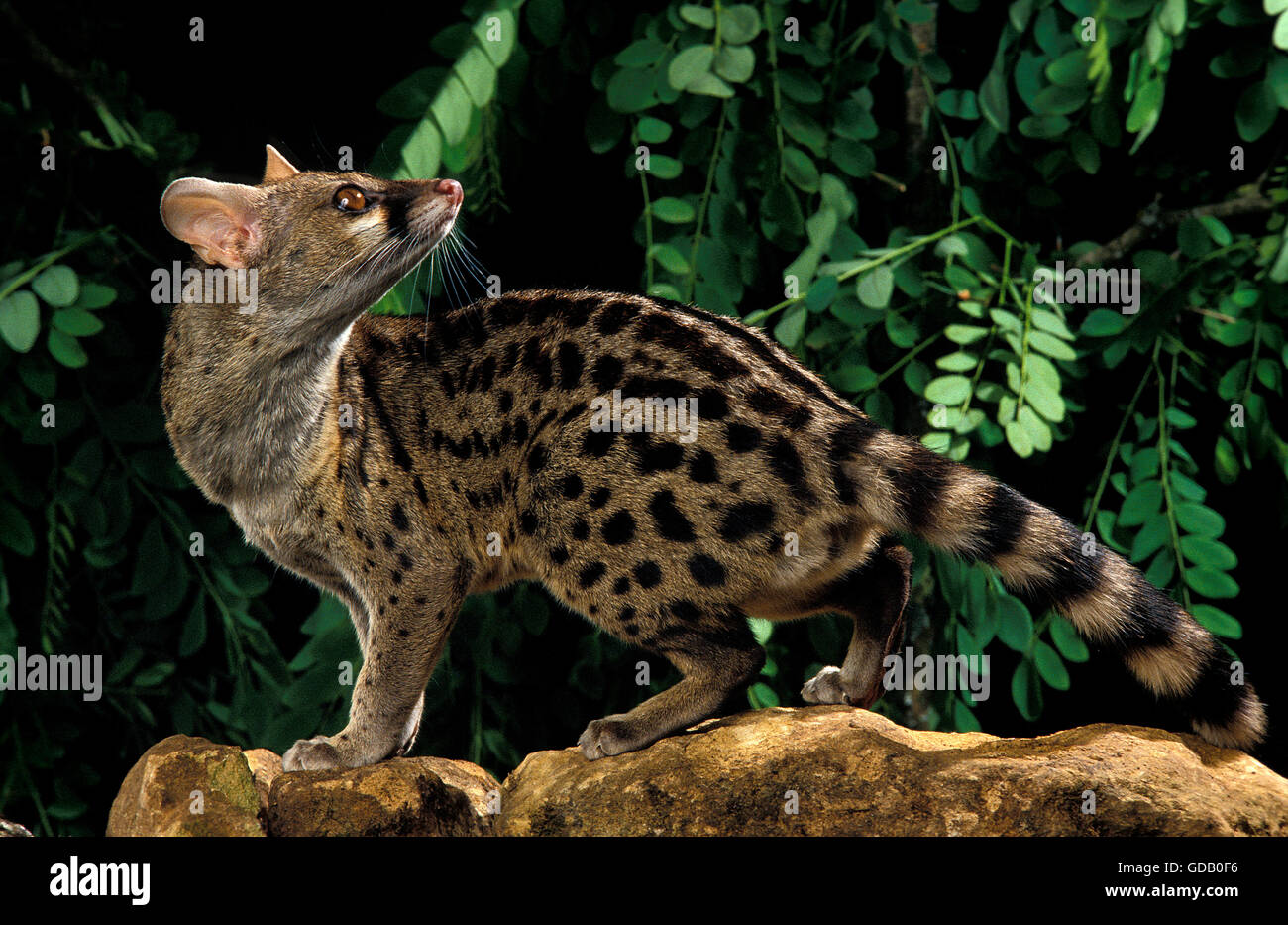 Small Spotted Genet, genetta genetta, Adult Stock Photo