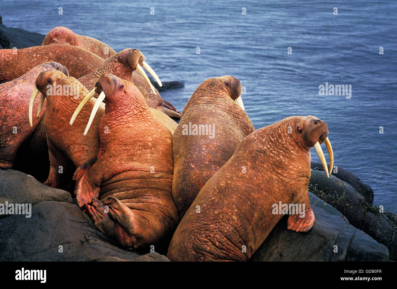 Walrus, odobenus rosmarus, Colony on Rocks, Round Island in Alaska Stock Photo