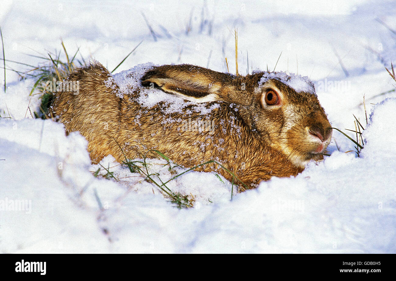 EUROPEAN BROWN HARE lepus europaeus, ADULT IN SNOW Stock Photo