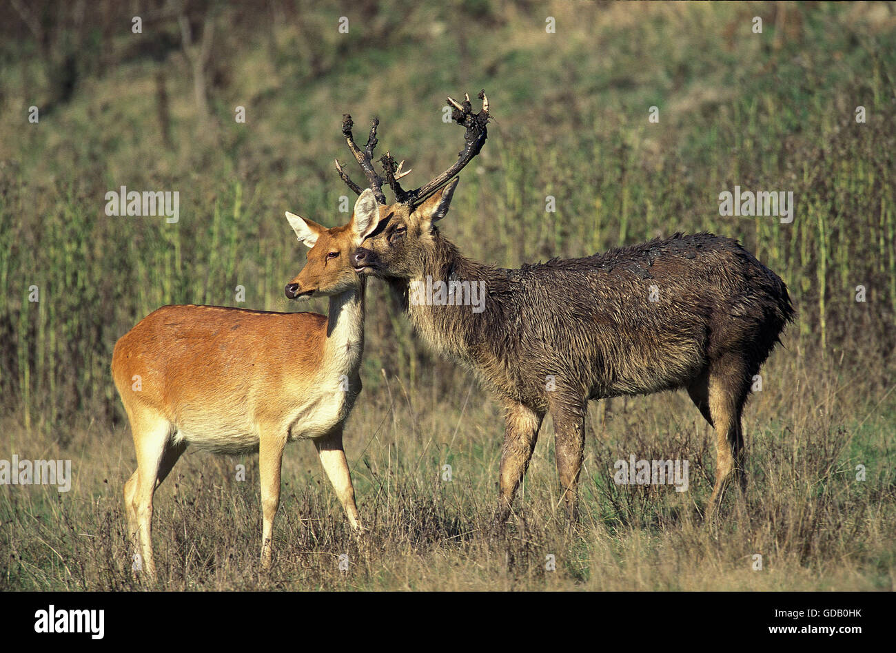 Pair of barasingha hi-res stock photography and images - Alamy