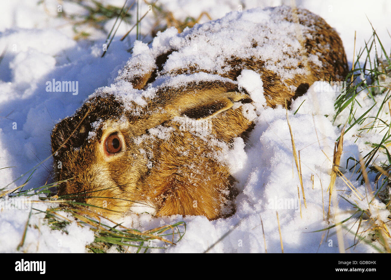 European Brown Hare, lepus europaeus, Lying Low in Snow Stock Photo