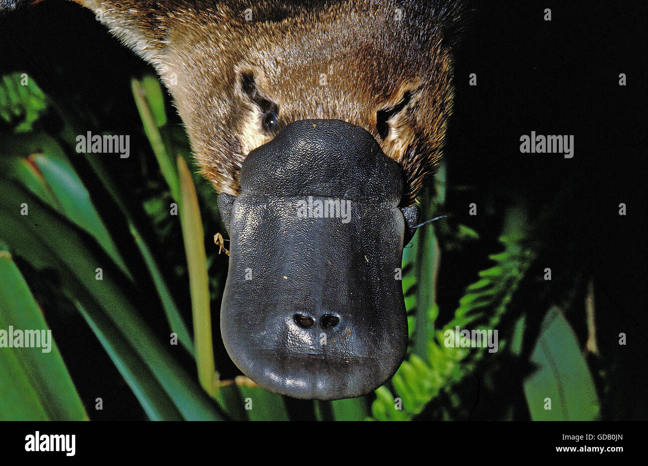 Platypus, ornithorhynchus anatinus, Close up of Beak, Australia Stock Photo