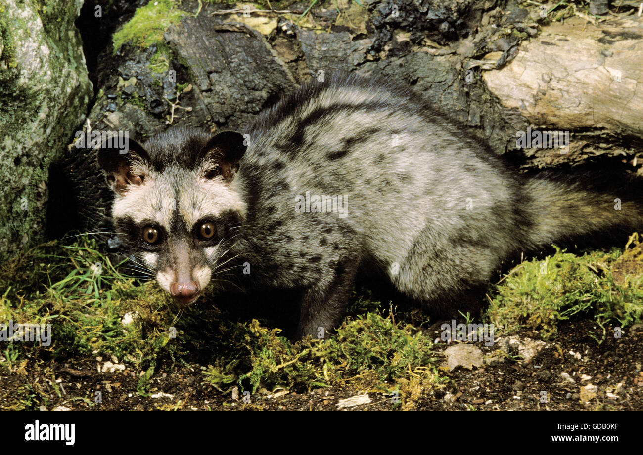 Small Spotted Genet, genetta genetta, Adult Stock Photo