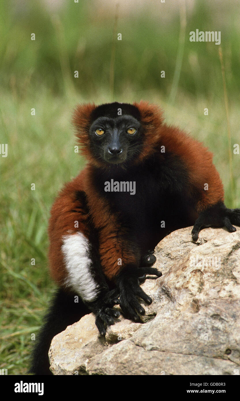 RED RUFFED LEMUR lemur variegatus rubra ON ROCK Stock Photo