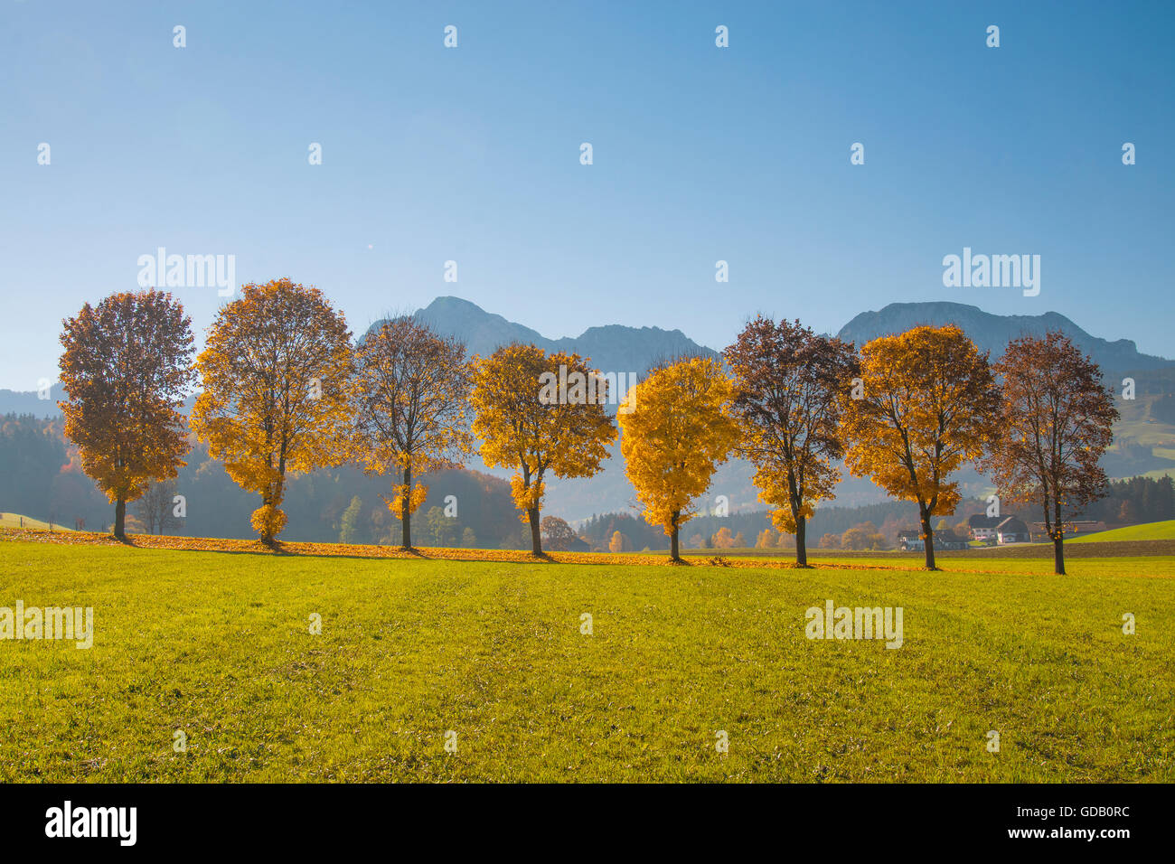 Look from Steinhoegl to Hochstaufen and Zwiesel with trees,autumn Stock Photo