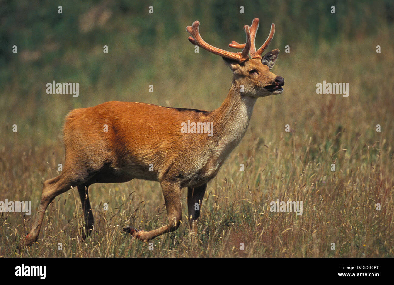Barasingha Deer or Swamp Deer cervus duvauceli Male Stock Photo