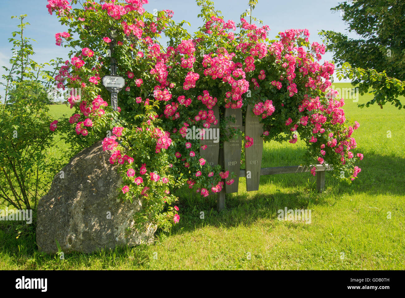 roadside calvary with shrub rose,Bavaria Stock Photo
