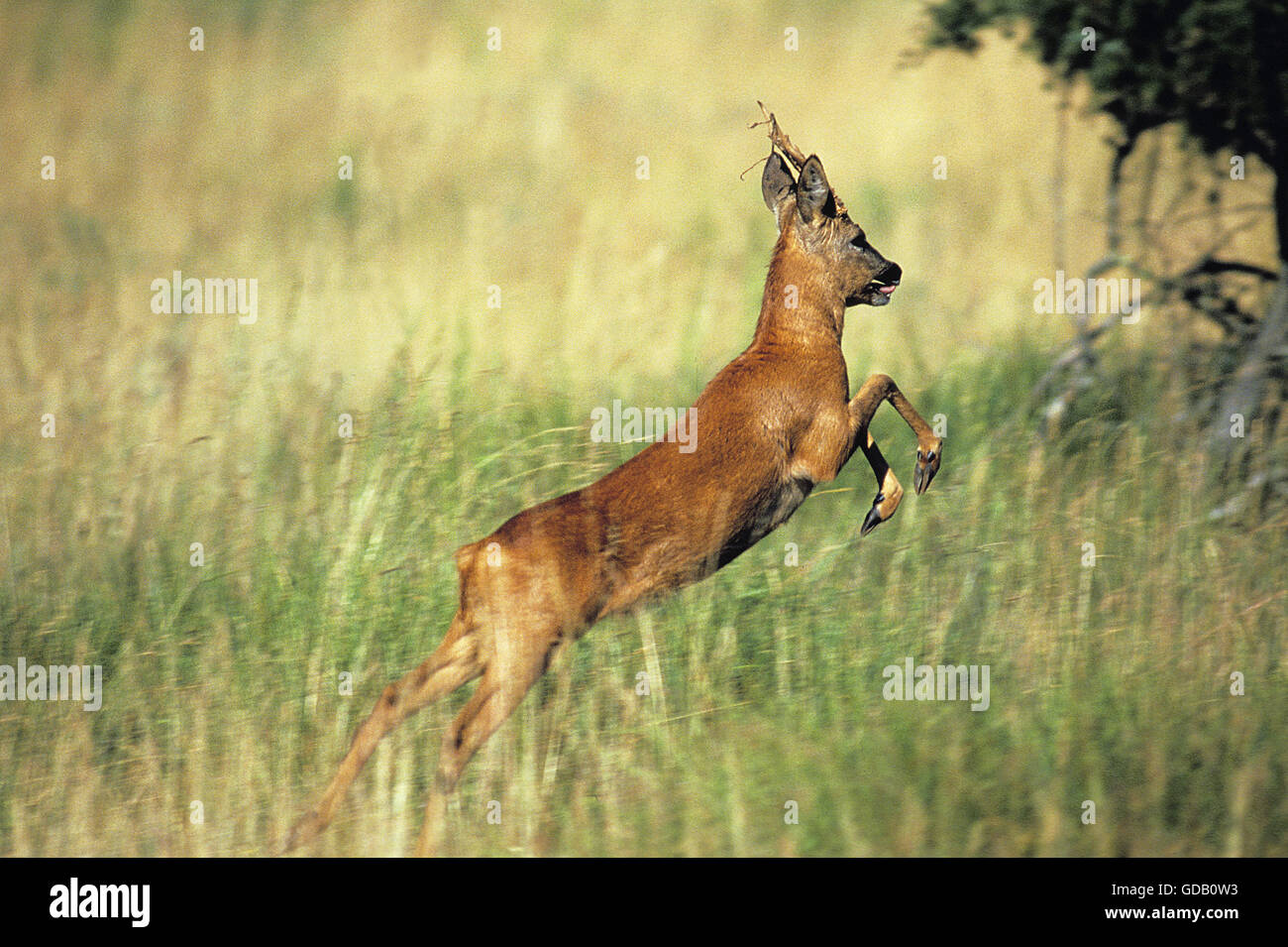 Roe Deer, capreolus capreolus, Male leaping Stock Photo