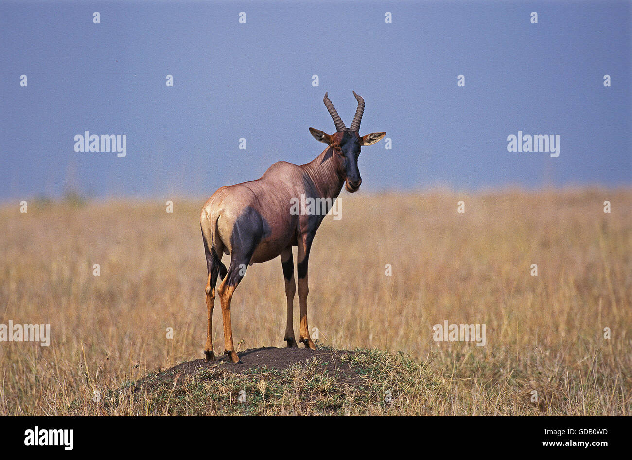 Antelope standing on termite mound hi-res stock photography and images -  Alamy