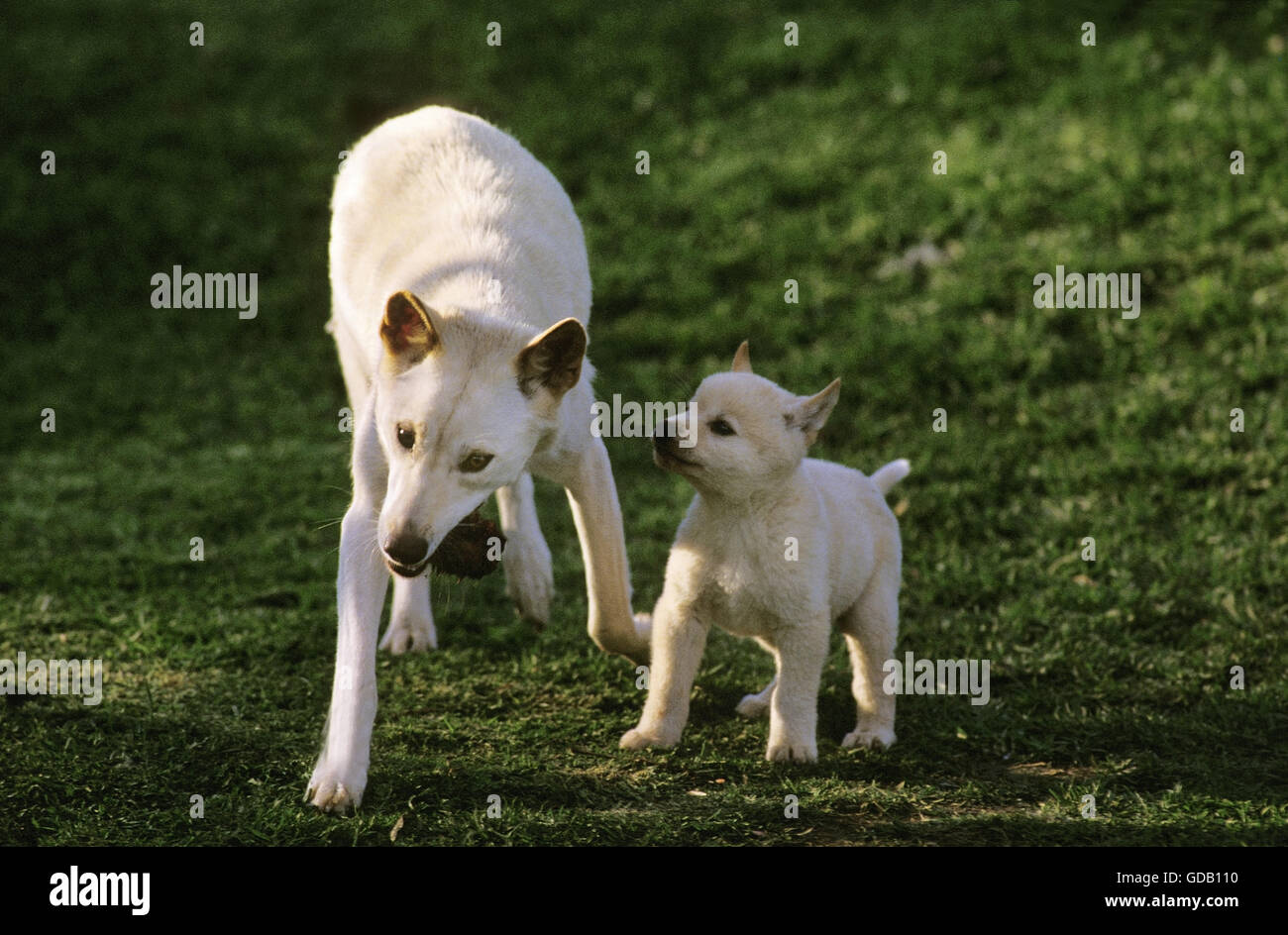 Dingo, canis familiaris dingo, Mother with Pup, Australia Stock Photo