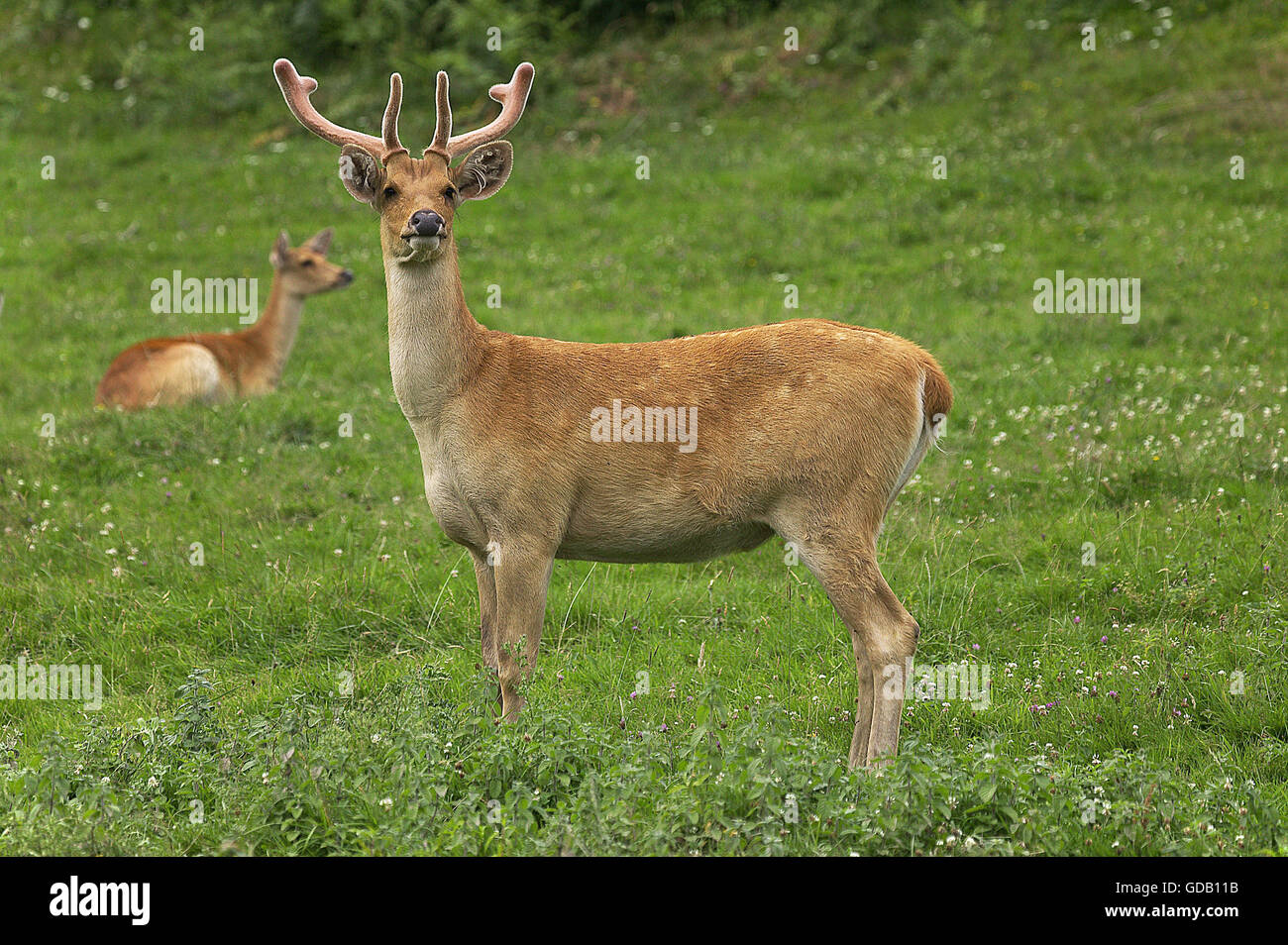 Barashingha Deer or Swamp Deer, cervus duvauceli, Pair Stock Photo