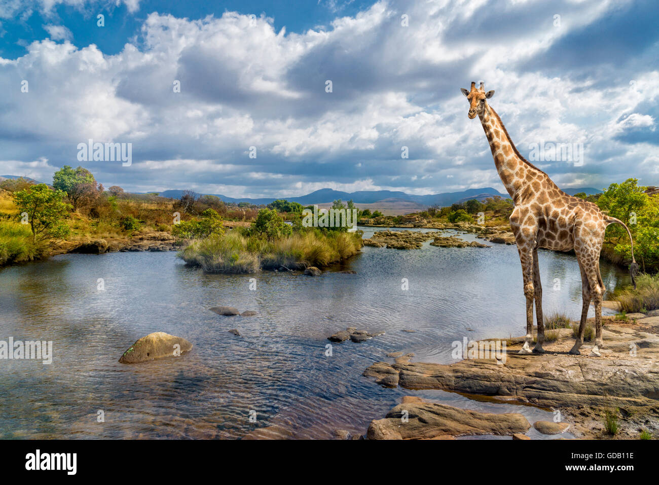 Picturesque shot of a giraffe, standing at the river bank. Stock Photo