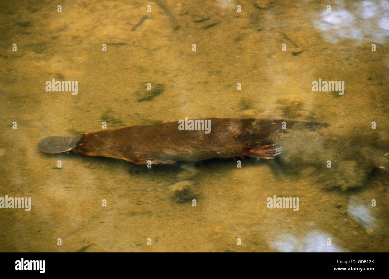 PLATYPUS ornithorhynchus anatinus, ADULT SWIMMING IN RIVER, AUSTRALIA Stock Photo