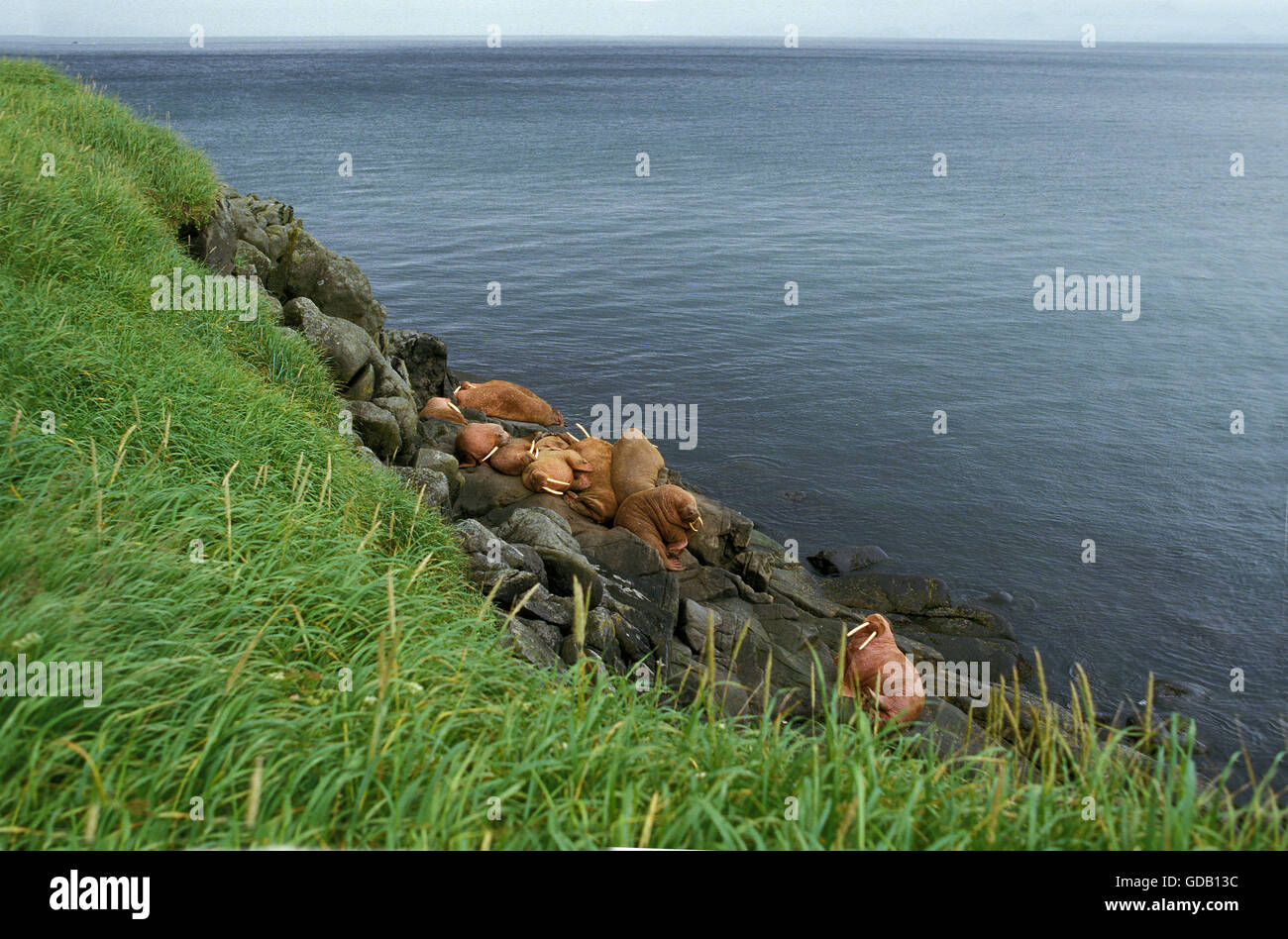 Walrus, odobenus rosmarus, Colony on Round Island in Alaska Stock Photo