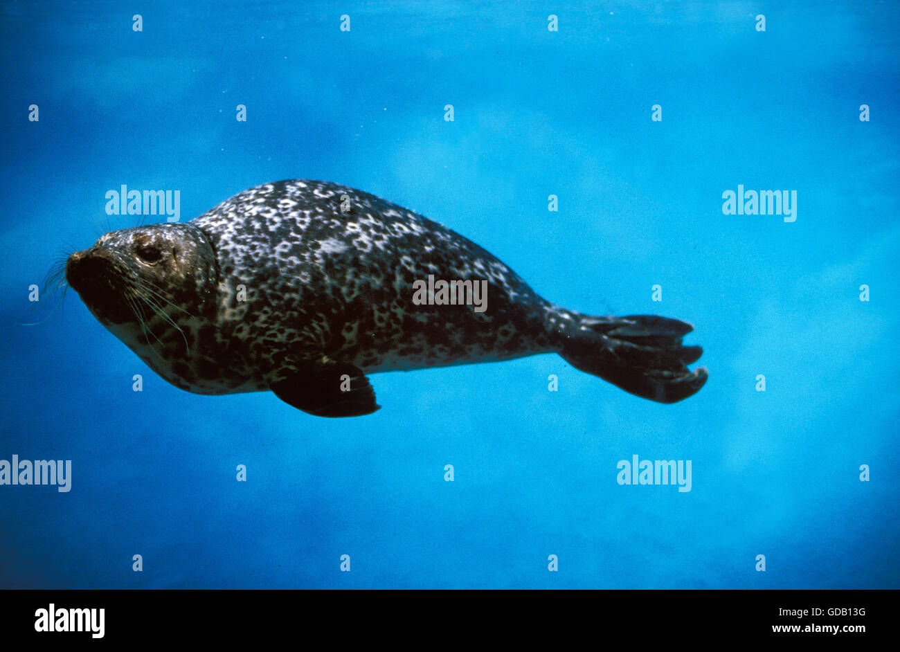 Harbour Seal, phoca vitulina, Adult swimming Underwater Stock Photo