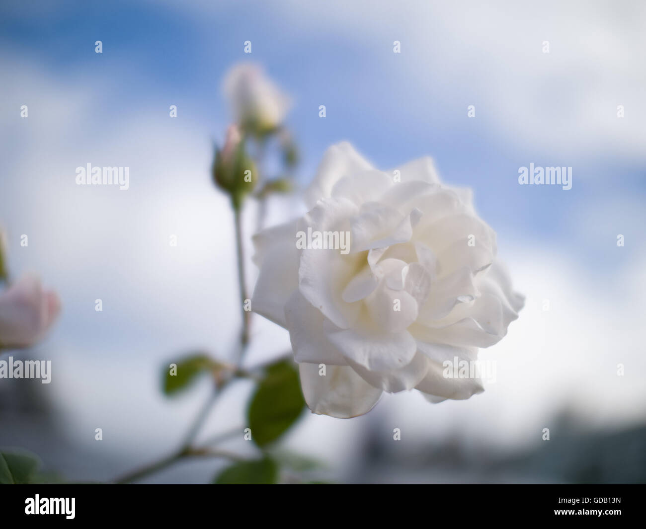 Rose in white Stock Photo