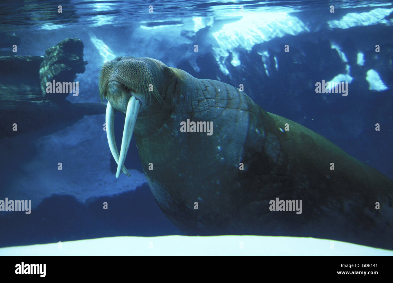 WALRUS odobenus rosmarus, ADULT, UNDERWATER VIEW Stock Photo