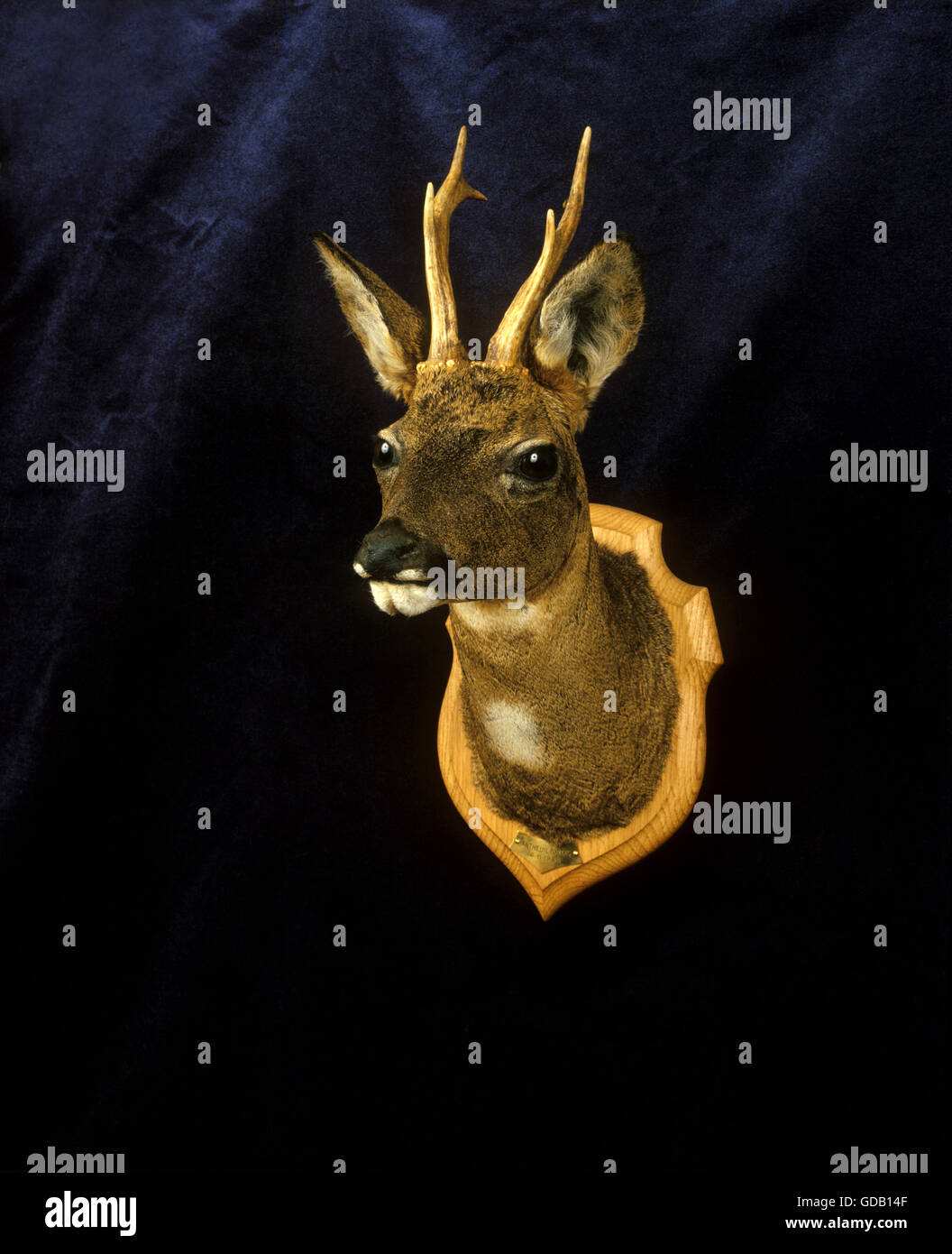 Roe Deer, capreolus capreolus, Hunting Trophy Stock Photo