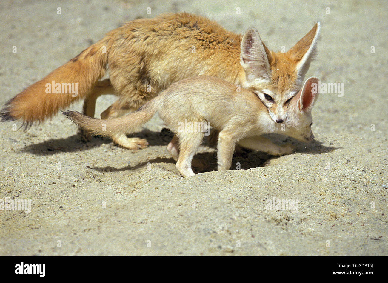 Fennec or Desert Fox, fennecus zerda, Mother with Cub, Submissive Posture Stock Photo