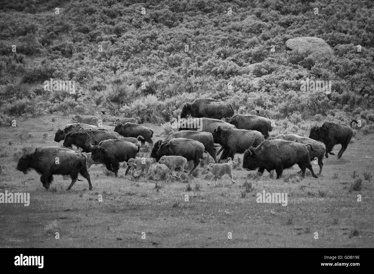 USA,Rocky Mountains,Wyoming,Yellowstone,National Park,UNESCO,World