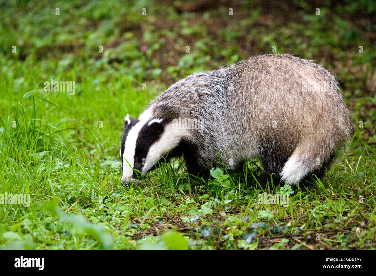 European Badger, meles meles, Normandy Stock Photo