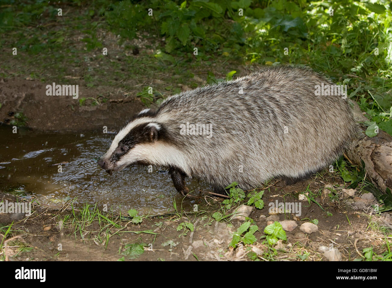 European Badger, meles meles, Normandy Stock Photo