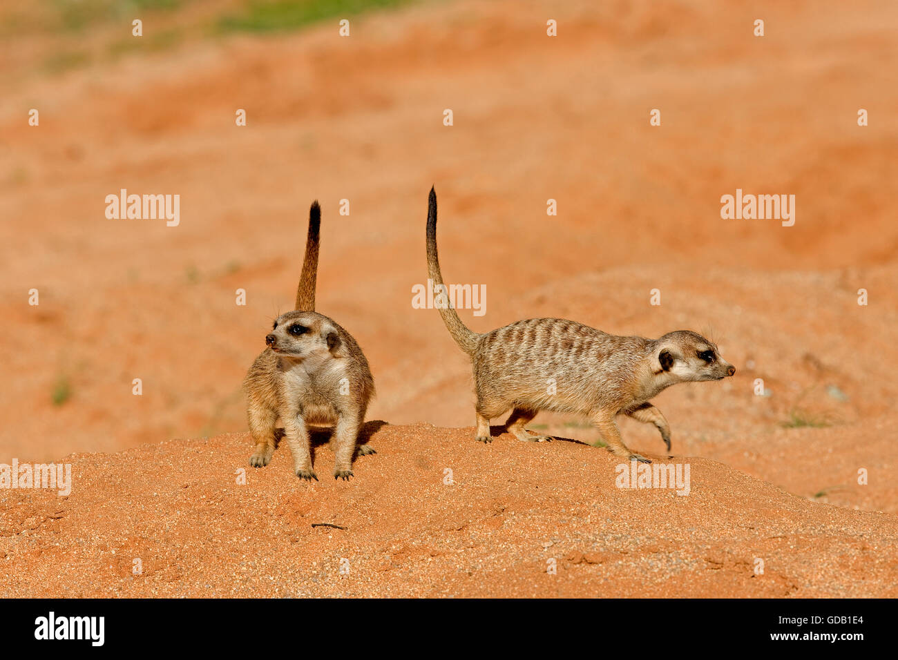 MEERKAT suricata suricatta IN NAMIBIA Stock Photo