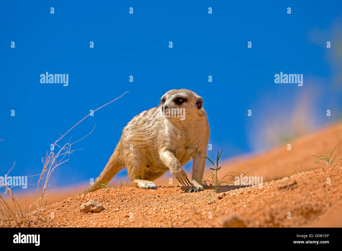 MEERKAT suricata suricatta, NAMIBIA Stock Photo