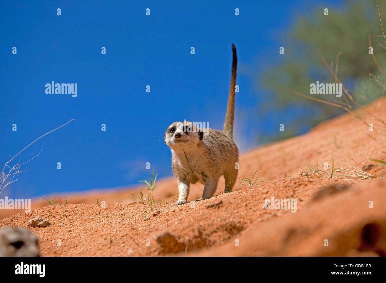 Meerkat, suricata suricatta, Adult, Namibia Stock Photo
