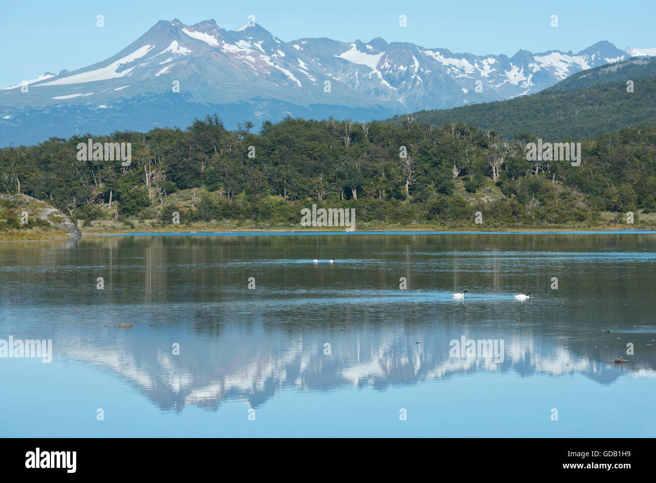 South America,Tierra del Fuego,Argentina,Ushuaia,Tierra del Fuego,National Park Stock Photo