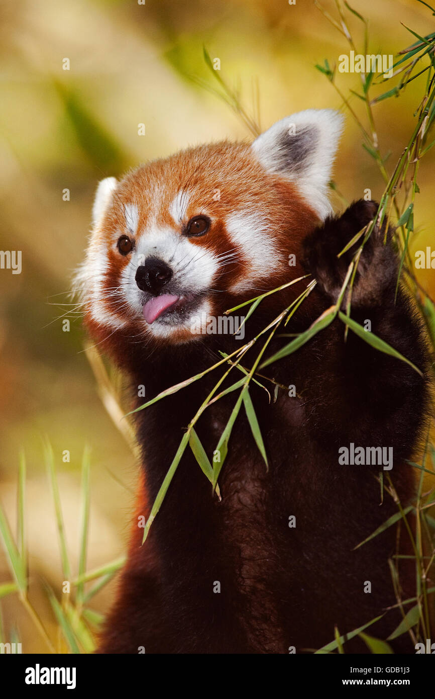 Red panda full size hi-res stock photography and images - Alamy