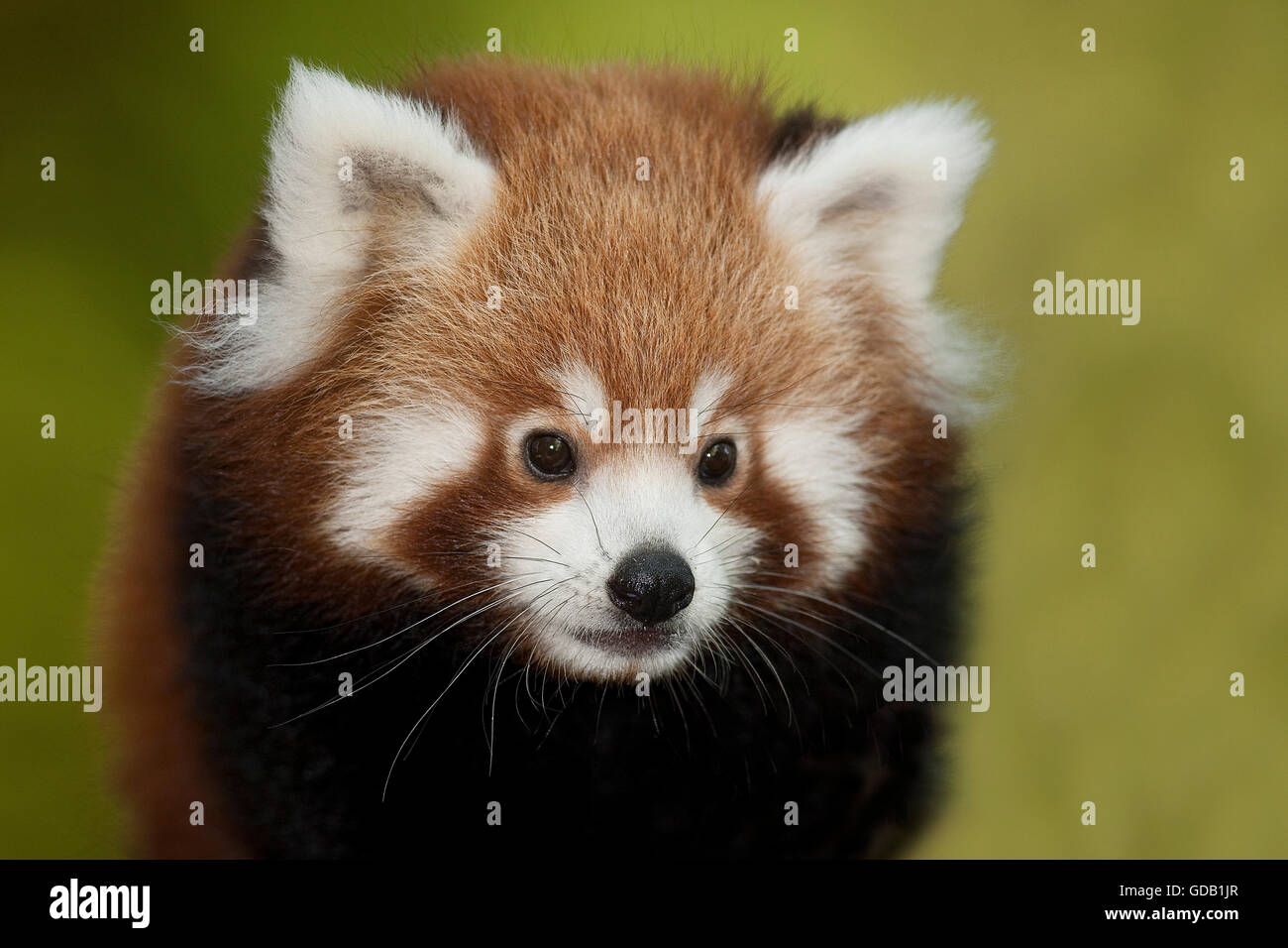 Red Panda High Resolution Stock Photography And Images Alamy