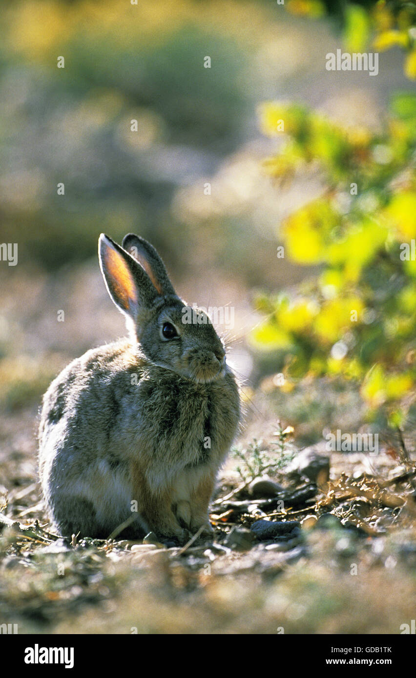 Desert rabbits hi-res stock photography and images - Alamy