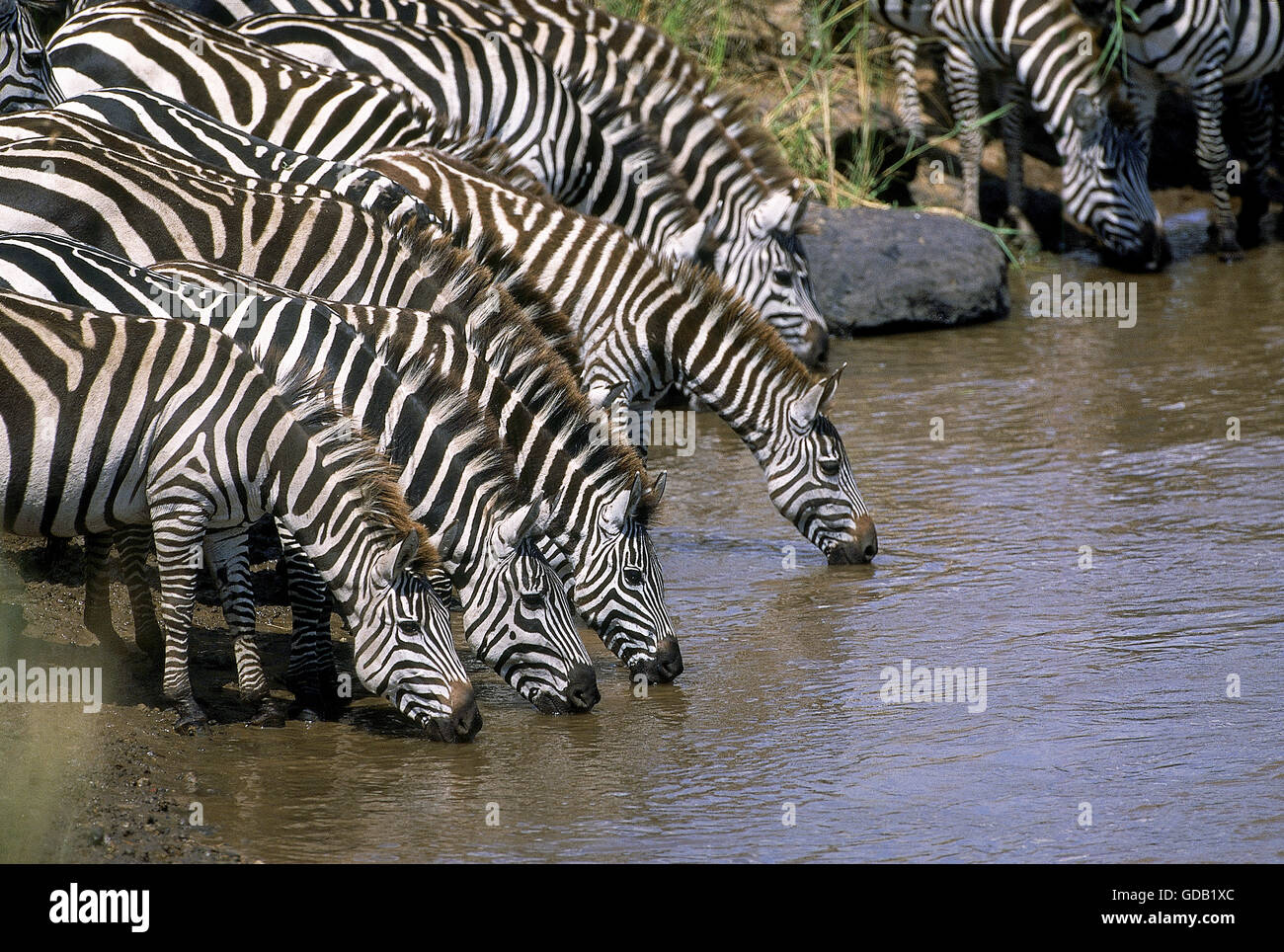 BURCHELL'S ZEBRA equus burchelli, GROUP DRINKING WATER, MASAI MARA PARK, KENYA Stock Photo