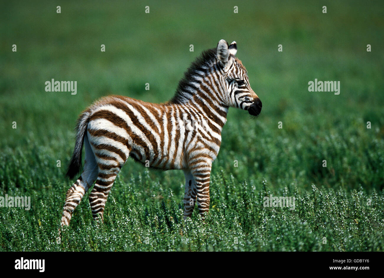 BURCHELL'S ZEBRA equus burchelli, YOUNG FOAL ON GRASS, KENYA Stock Photo