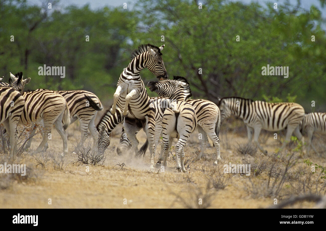 Burchell's Zebra, equus burchelli, Herd with fight, Masai Mara Park in Kenya Stock Photo