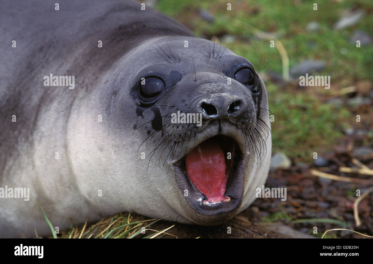 Southern Elephant Seal, mirounga leonina, Female Calling, Antarctica Stock Photo