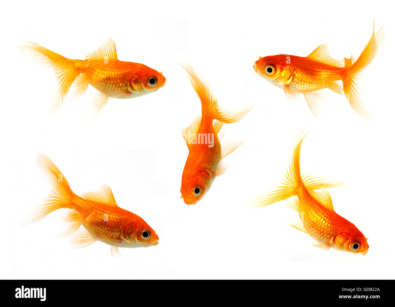 collection of goldfish isolated on white in 24mp. file Stock Photo