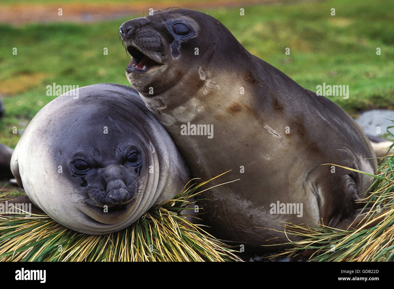 Southern Elephant Seal, mirounga leonina, Females laying, Antarctica Stock Photo